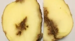 Nematode krumpira i načini rješavanja s njim